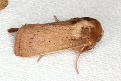 Leucania abdominalis