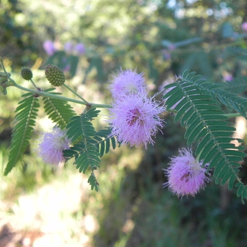 Mimosa polycarpa (Mimosa polycarpa)