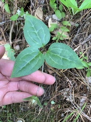 Pseudotrillium rivale