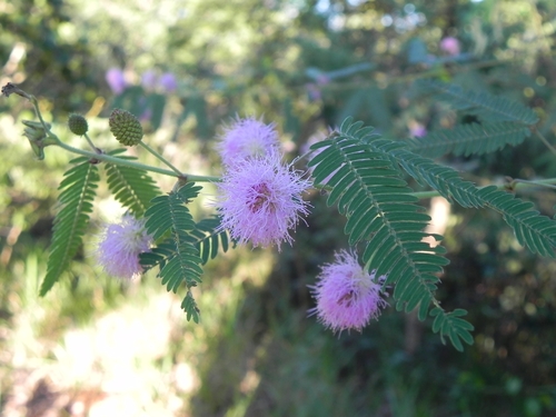 Mimosa polycarpa, photograph 4
