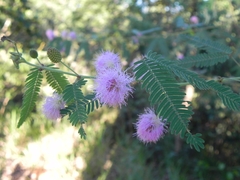 Mimosa polycarpa, photograph (c) Thomaz Ricardo Favreto Sinani, some rights reserved (CC BY)
