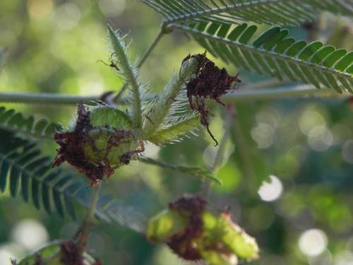 Mimosa polycarpa, photograph 5