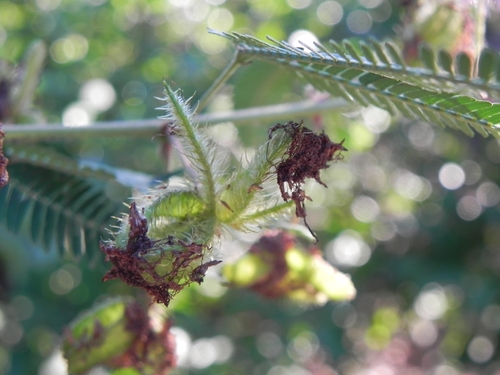 Mimosa polycarpa, photograph 6