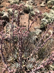 Dudleya virens virens