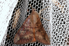 Oxyodes tricolor