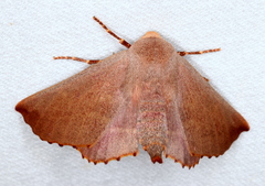 Monoctenia smerintharia