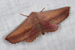 Monoctenia smerintharia