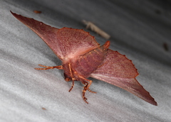 Monoctenia smerintharia