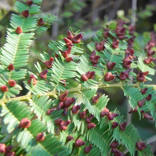 Lopesia curupirae