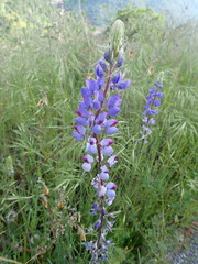 Lupinus benthamii