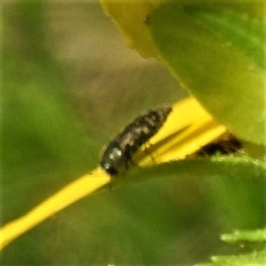 Acmaeodera neglecta neoneglecta