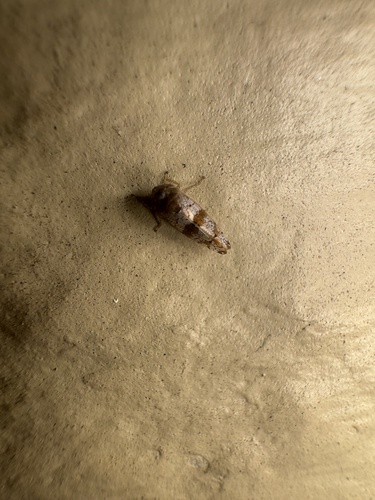 Gold and White Leafhopper