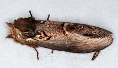 Hylaeora eucalypti