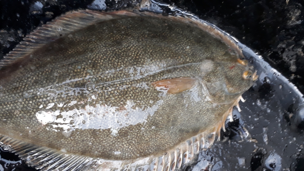 Yellowbelly Flounder from Drain Rd, Leeston 7683, New Zealand on May 5