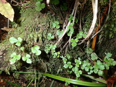 Muehlenbeckia complexa