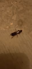 Stenomorphus