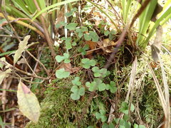 Muehlenbeckia complexa