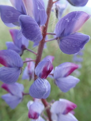 Lupinus benthamii