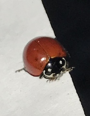 Cycloneda sanguinea limbifer