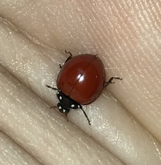 Cycloneda sanguinea limbifer