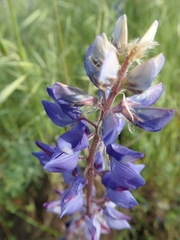 Lupinus benthamii