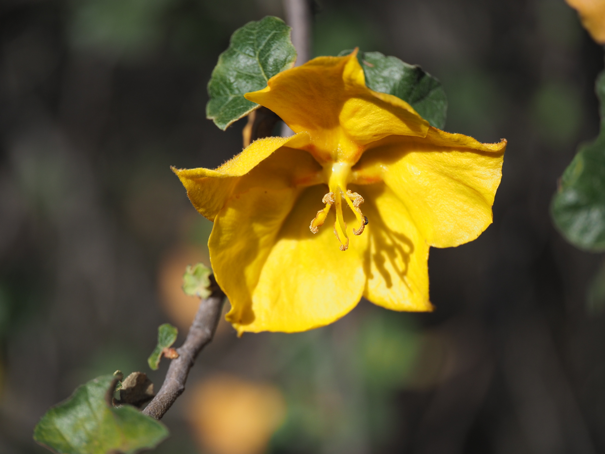Fremontodendron mexicanum