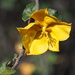 Mexican Flannelbush - Photo (c) nathantay, some rights reserved (CC BY-NC)