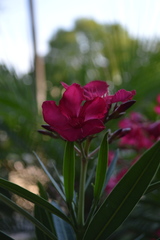 Angiospermae