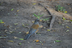 Turdus rufopalliatus