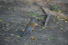 Turdus rufopalliatus