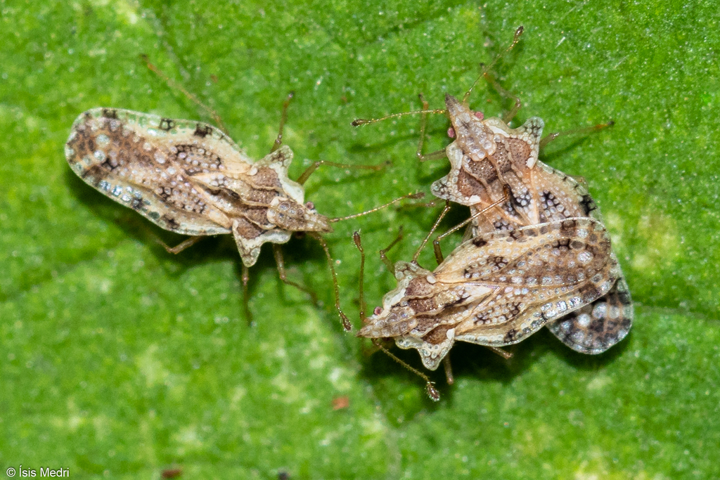 Corythaica