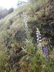 Lupinus benthamii