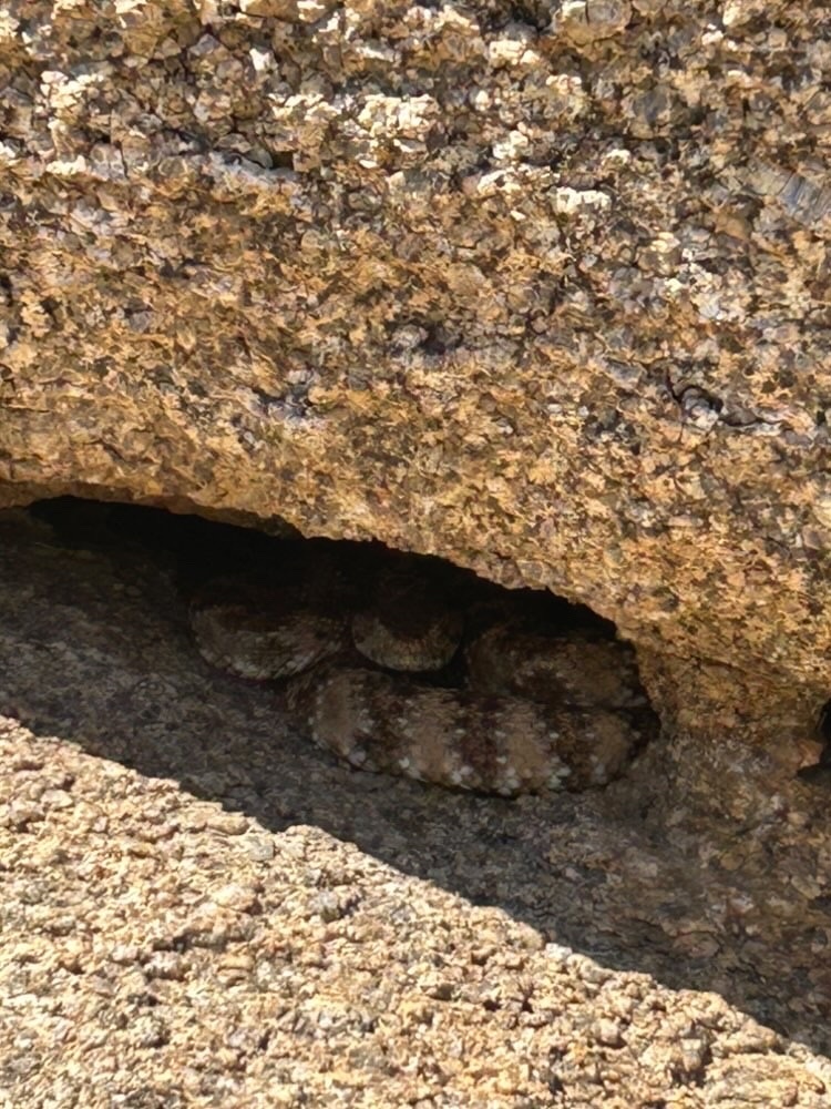 Southwestern Speckled Rattlesnake from Santa Rosa and San Jacinto ...