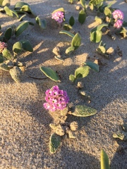 Abronia umbellata breviflora