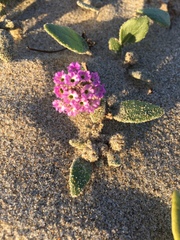 Abronia umbellata breviflora