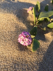 Abronia umbellata breviflora