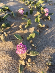 Abronia umbellata breviflora