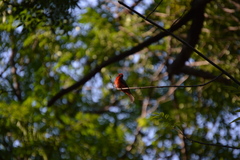 Pyrocephalus rubinus