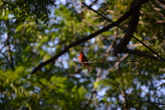 Pyrocephalus rubinus