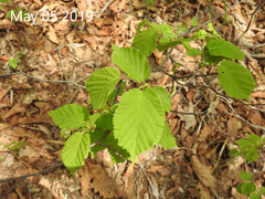 Corylus heterophylla