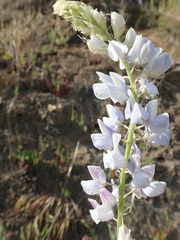 Lupinus benthamii