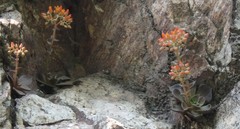 Dudleya cymosa pumila