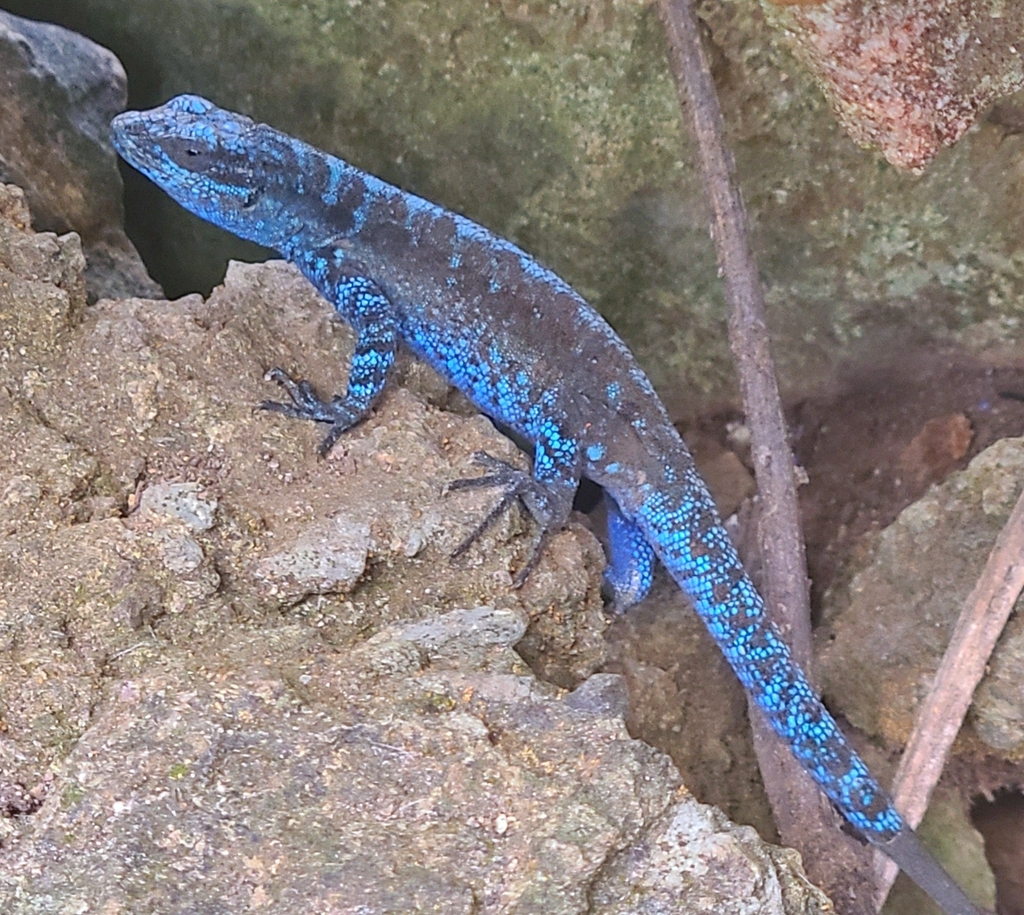 Socorro Island Tree Lizard