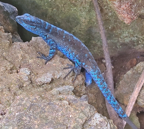 Socorro Island Tree Lizard