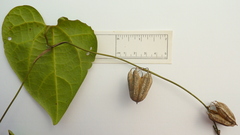 Aristolochia tamnifolia