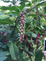 Phytolacca americana