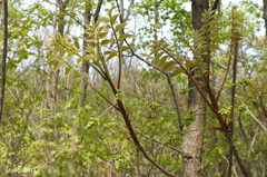 Toxicodendron trichocarpum