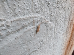 Tropidomantis gressitti