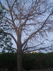 Ceiba pentandra