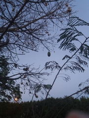 Ceiba pentandra